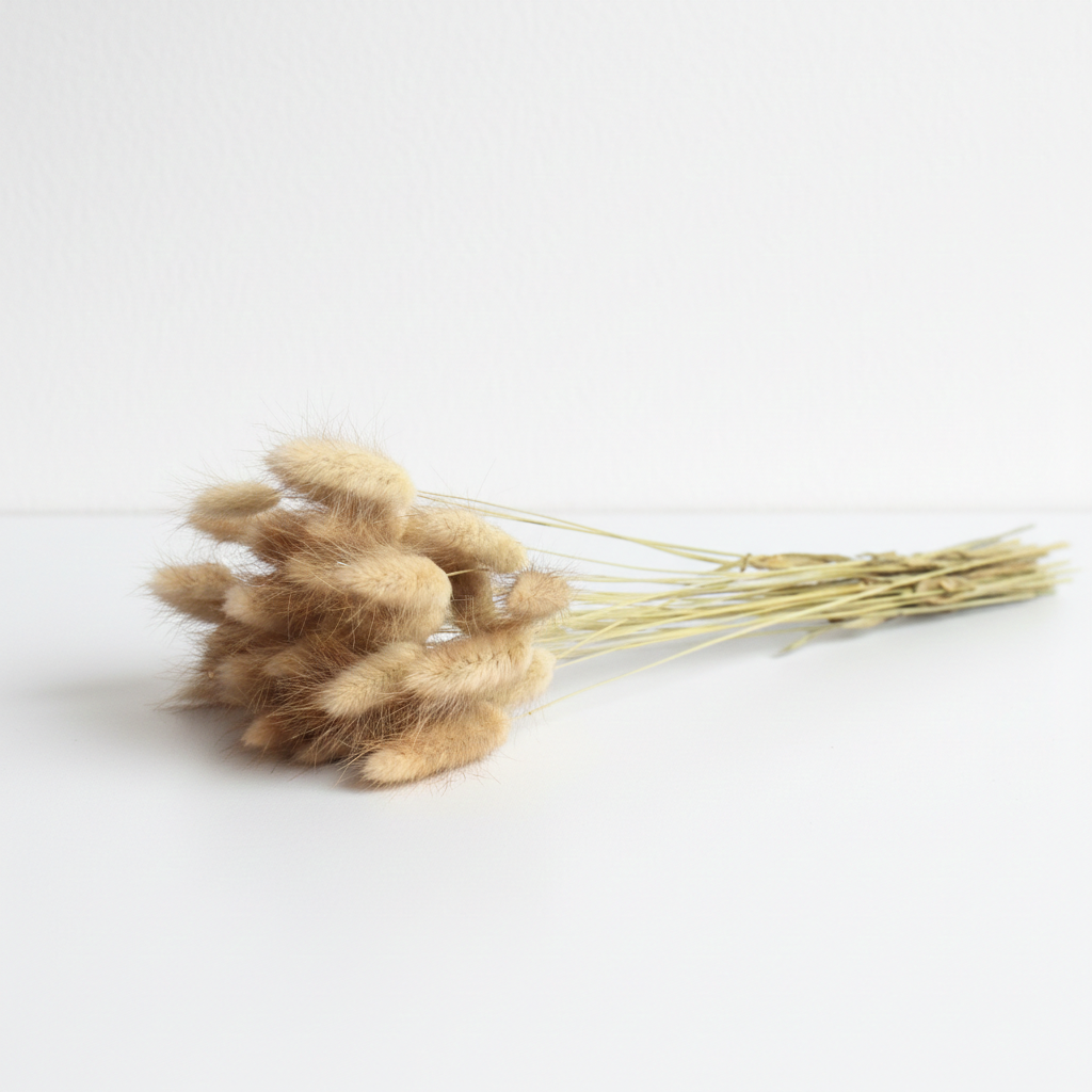 Lagurus sušený přírodní